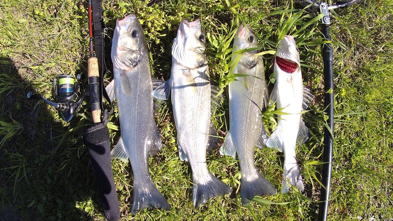 LEVREK YİNE KEYİFLİ BİR AV#levrek #seabass #balıkavı#fishing #fish #lrf #bassfishing 