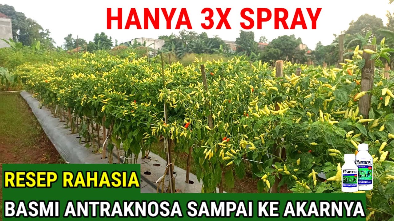 RESEP RAHASIA BASMI PENYAKIT ANTRAKNOSA ..!! SAMPAI KE AKARNYA DENGAN CARA INI AJA