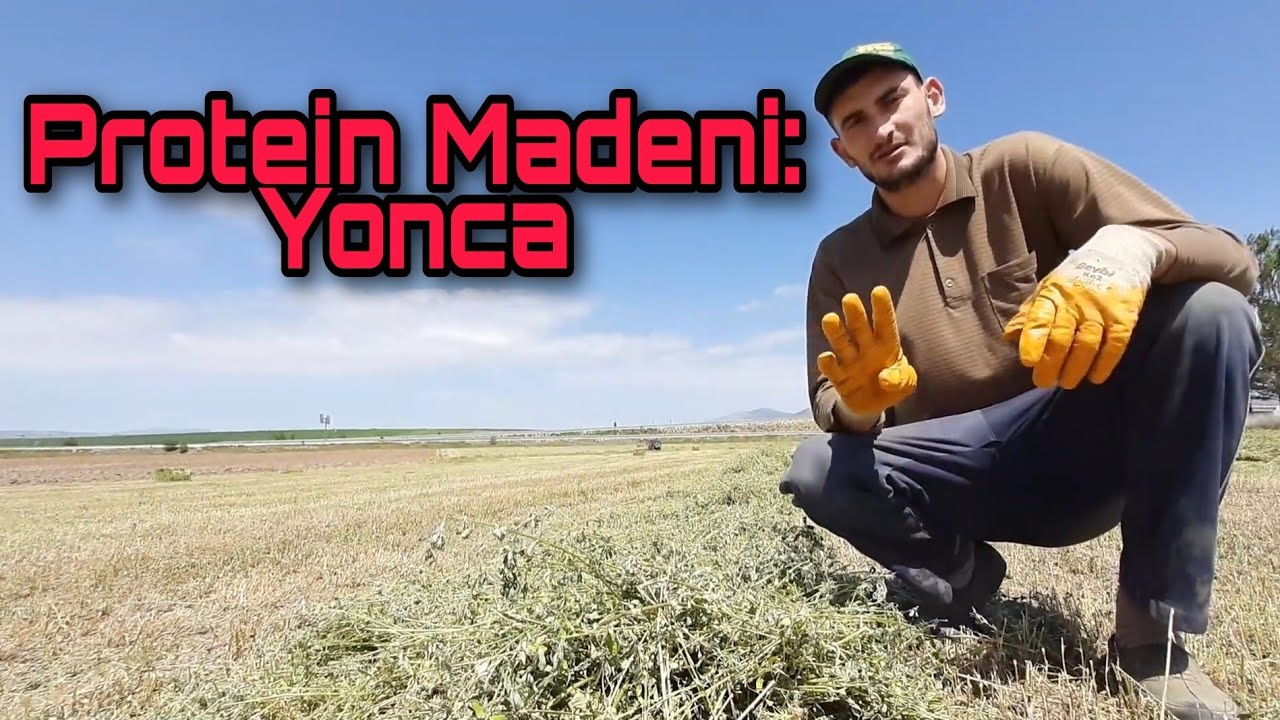 YONCA BALYASI BASIYORUZ. BÜYÜKBAŞ HAYVANCILIKTA YONCA OLMAZSA OLMAZ.