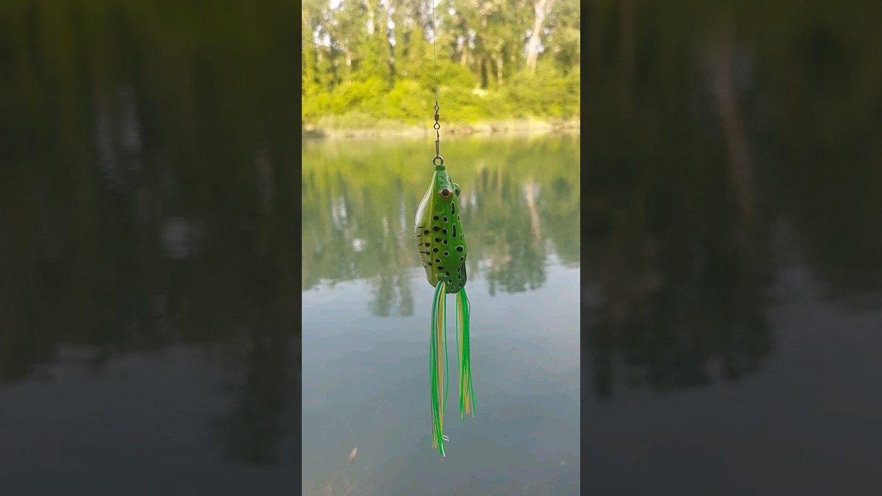 SAVAGE GEAR 3D  FROG 🎣🐸  #fishing #lure #lures #lurefishing #pesca  #frog  #spinning #shorts #rana