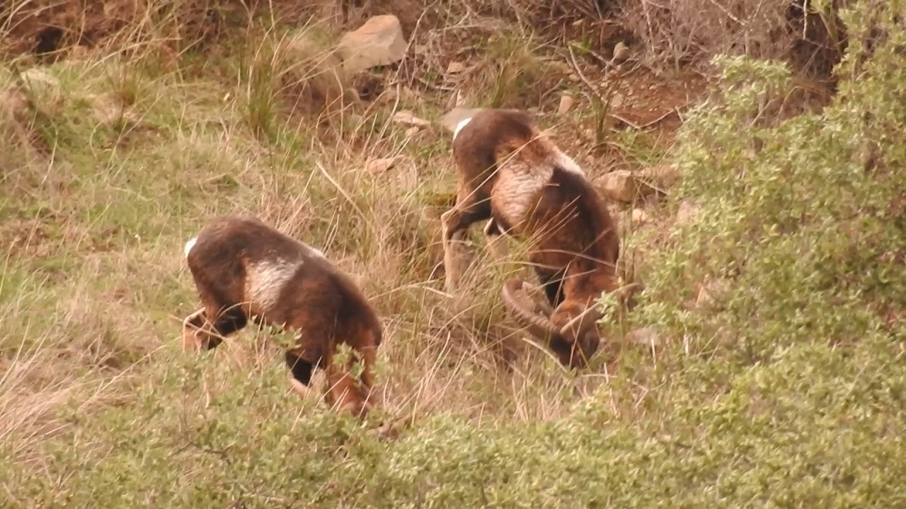 Muflones en bello rincón