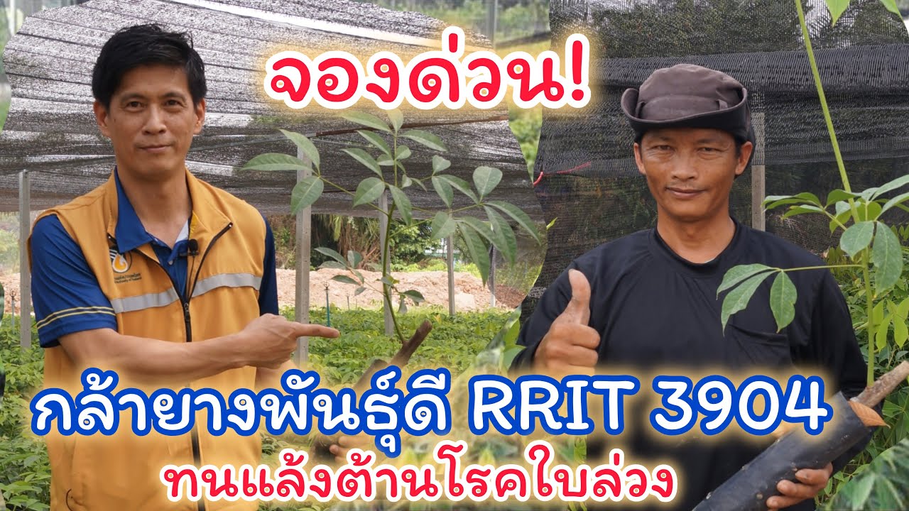 เปิดรับจองกล้ายาง มีพันธุ์ RRIT 3904 RRIT 251 RRIT 408 RRIM600