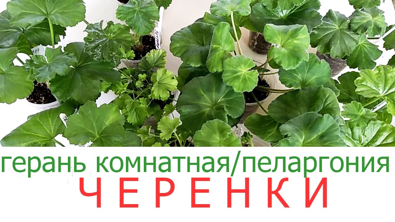ИЗЛИШКИ. ОБЗОР ЧЕРЕНКОВ ПЕЛАРГОНИЙ.