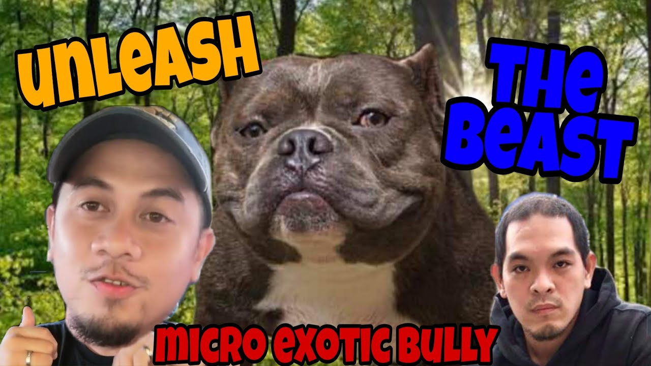 Living with a Micro Exotic Bully | American Bully | Meet the Breed