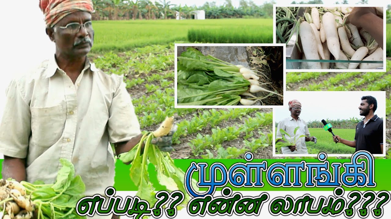 125 கிலோ முள்ளங்கி  வெறும் 100 சதுர அடி ல எடுக்க முடியுமா ❕❕❓❓ Radish cultivation mullangi Farming