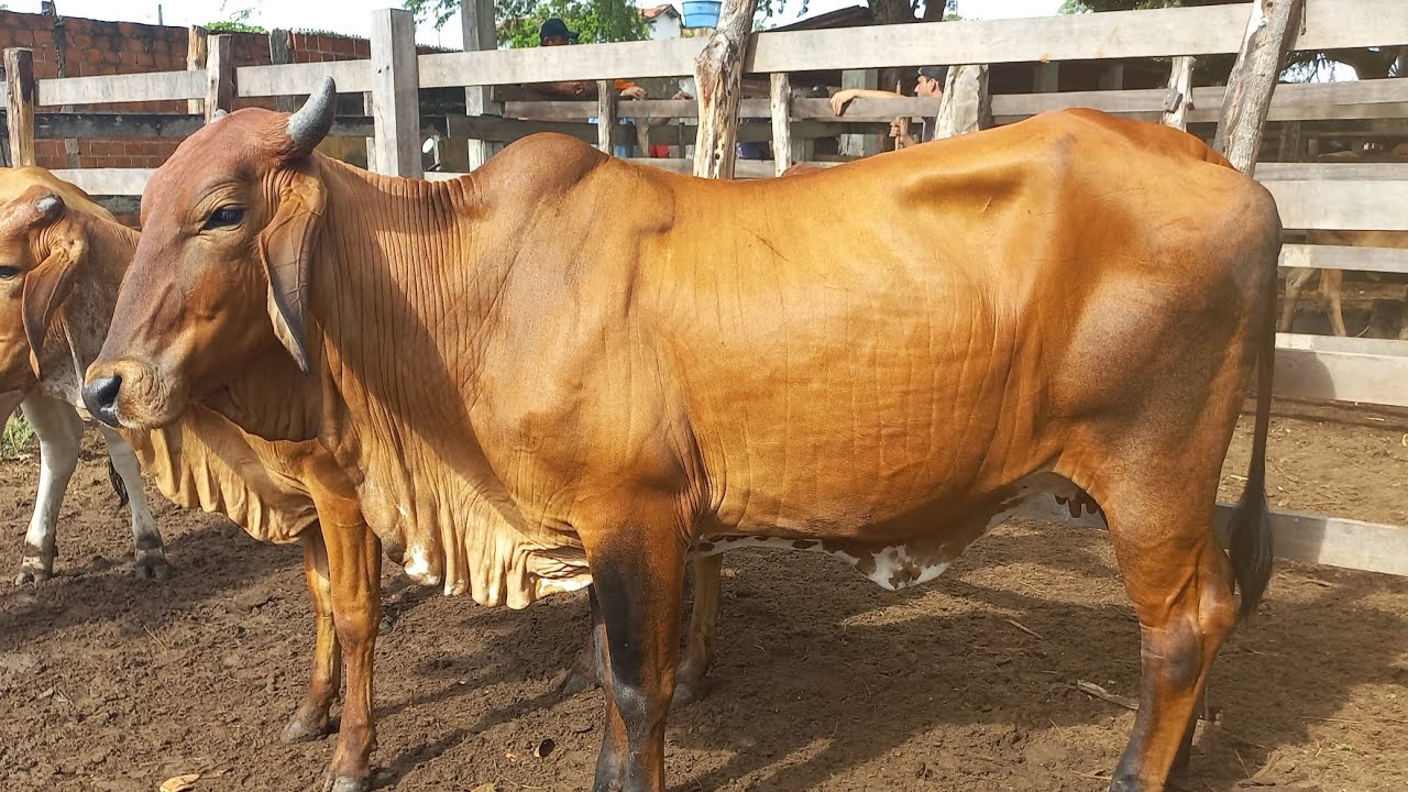 Feira de gado em canafistula de Frei Damião Alagoas 09/02/26#nordeste 