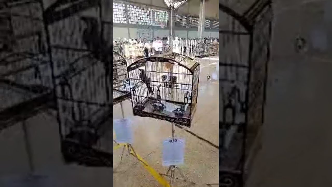 Thor Entrando No Nacional Ribeirão Preto
