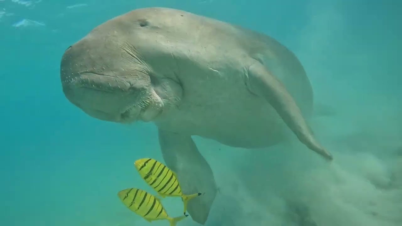 Ein paar Unterwassermomente aus dem Gorgonia bei Marsa Alam in Ägypten.