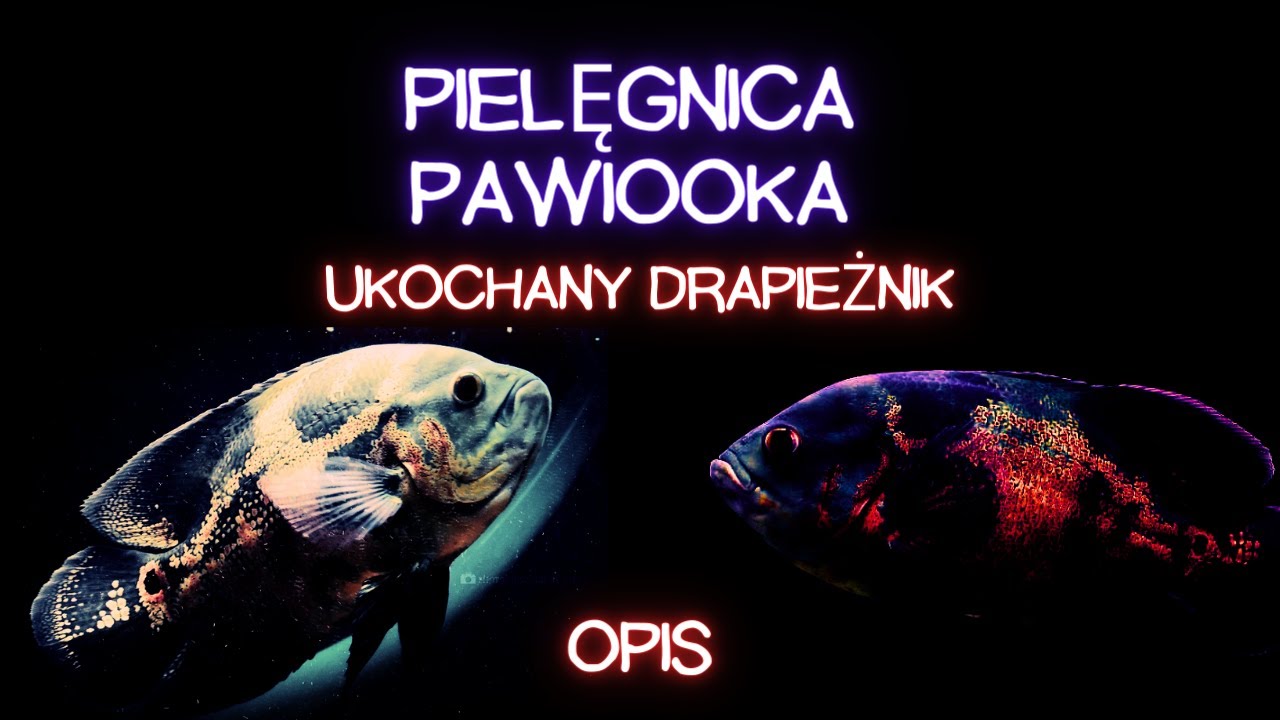 Pielęgnica Pawiooka - Ukochany Drapieżnik ( OPIS )