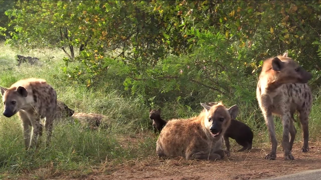 Life at the Den with cubs - Hyenas