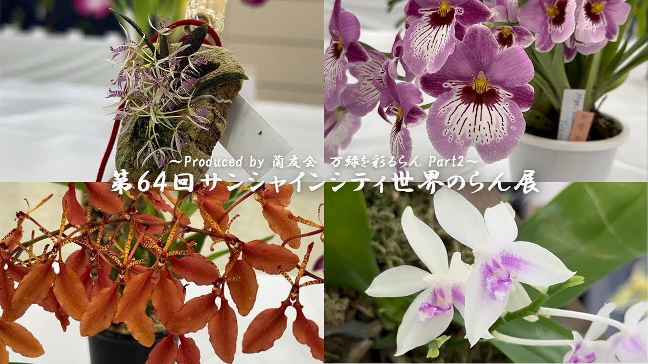 【一度見たら絶対ハマる】流行りは観葉植物のその先へ 皇族も嗜む最高峰の趣味を始めないか？