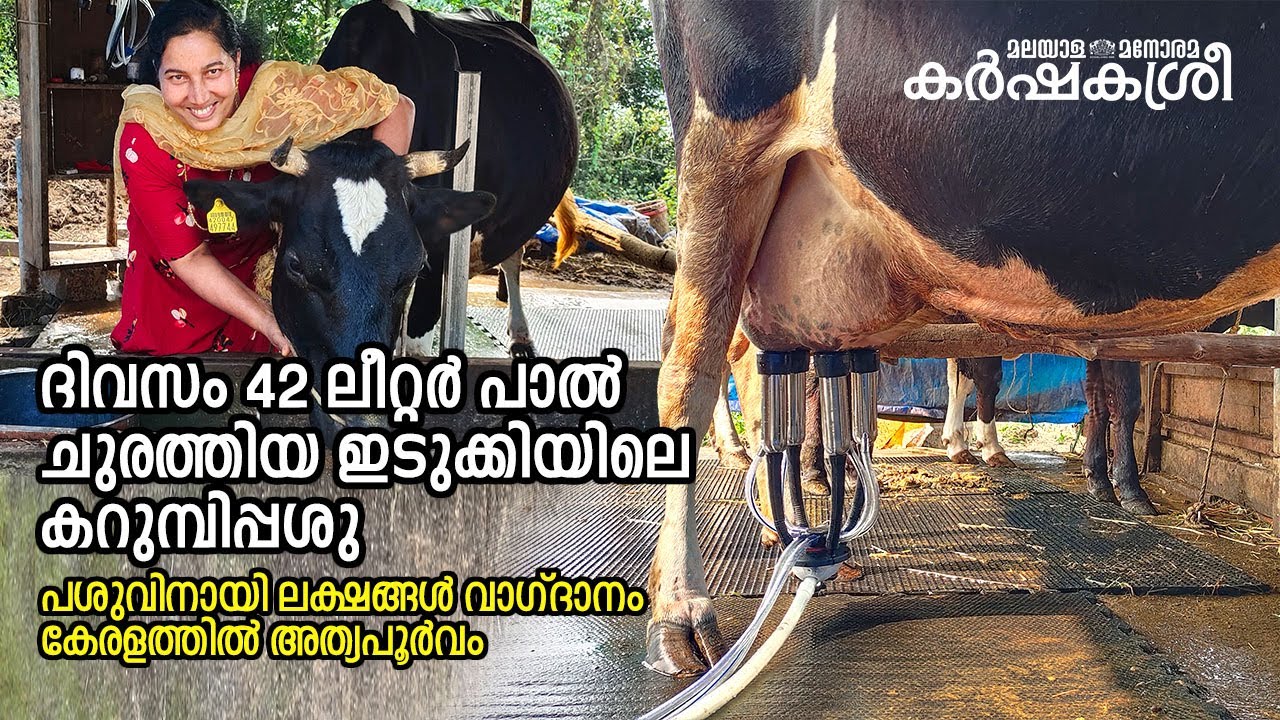 ഇതാ ദിവസം 42 ലീറ്റർ പാൽ ചുരത്തിയ ഇടുക്കിയിലെ കറുമ്പിപ്പശു, അത്യപൂർവം ​| Karshakasree | Cow