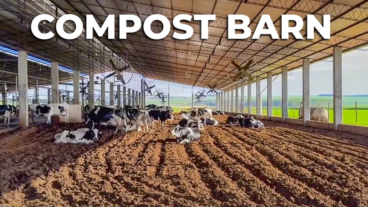 11,000 LITERS OF MILK PER DAY WITH 300 COWS IN A COMPOST BARN SYSTEM IN PARAGUAY 🇵🇾