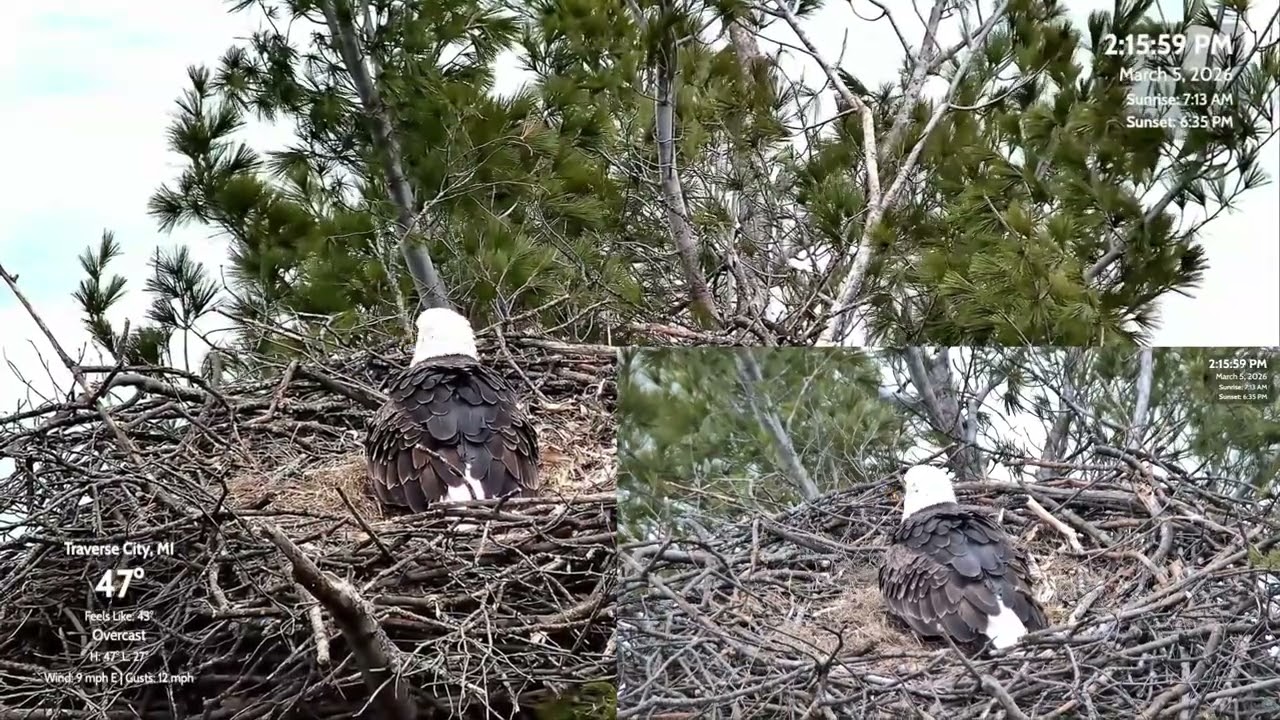 🥚🥚Harriet Lays Egg #2! 2:15 pm 🥳 Great Lakes Bald Eagle Cams ~ 3-5-2026