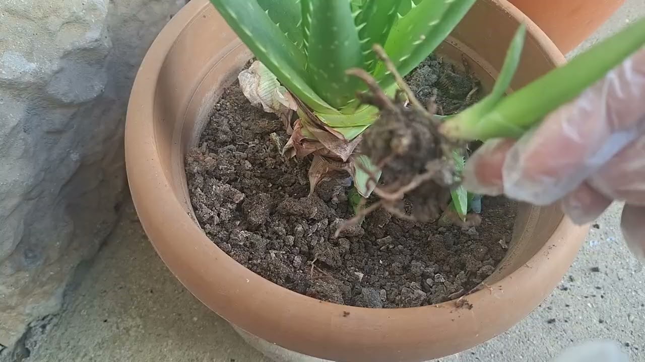 КАК РАЗМНОЖИТЬ АЛОЭ!!! САМЫЙ ПРОСТОЙ И БЫСТРЫЙ СПОСОБ!!🌱🌱🏝🏝🏝🏝🌱🌱🌱
