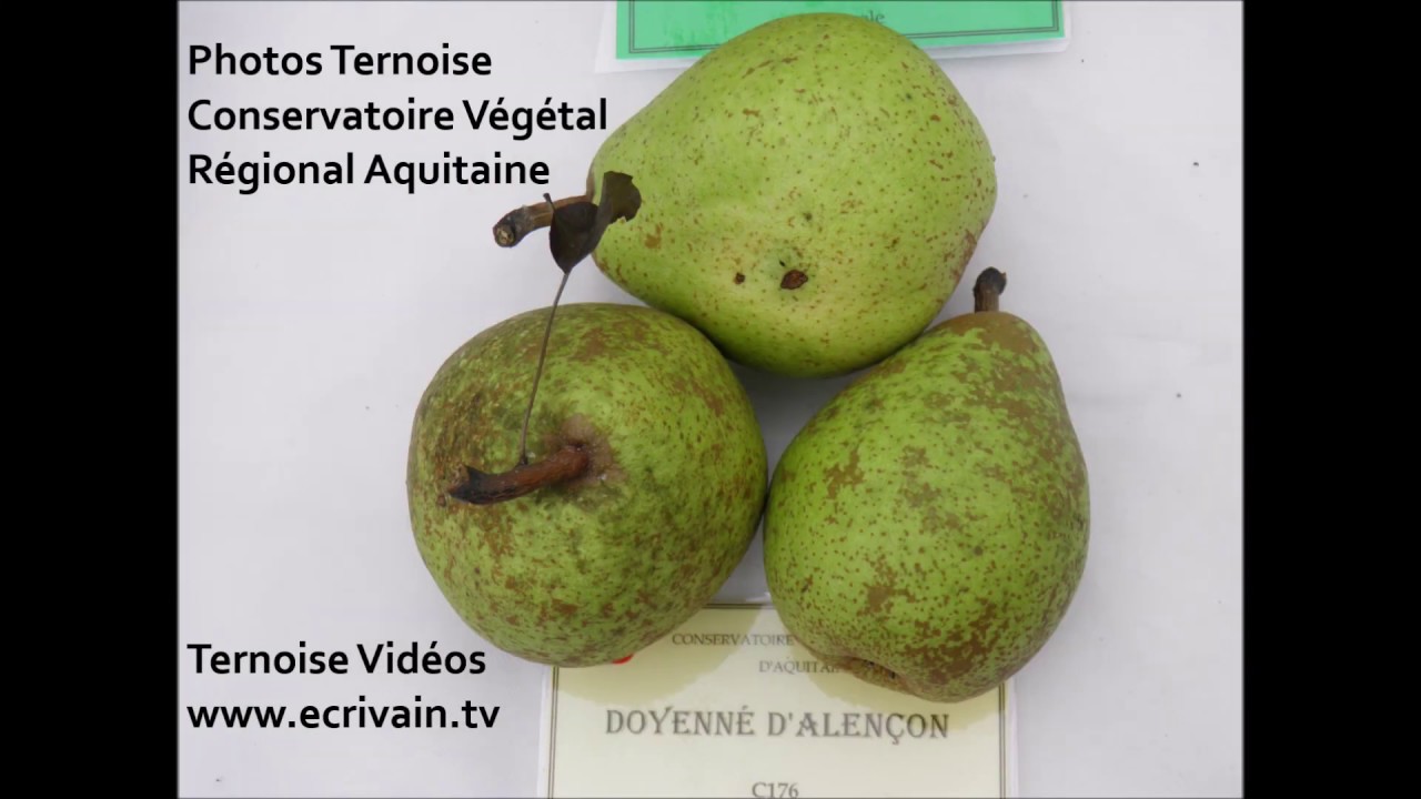 30 vari&eacute;t&eacute;s poires Double Philippe Charles Ernest Boulhuo L&eacute;gipont Tarquin B&eacute;arnaise Diaporama 14