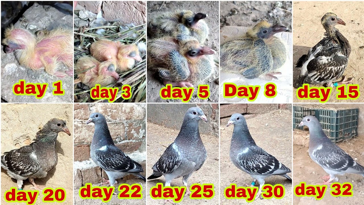 Day To Day Baby Pigeon Growth 1 To 32 Days Progress Episode 01| Baby Pigeon Growth Day By Day