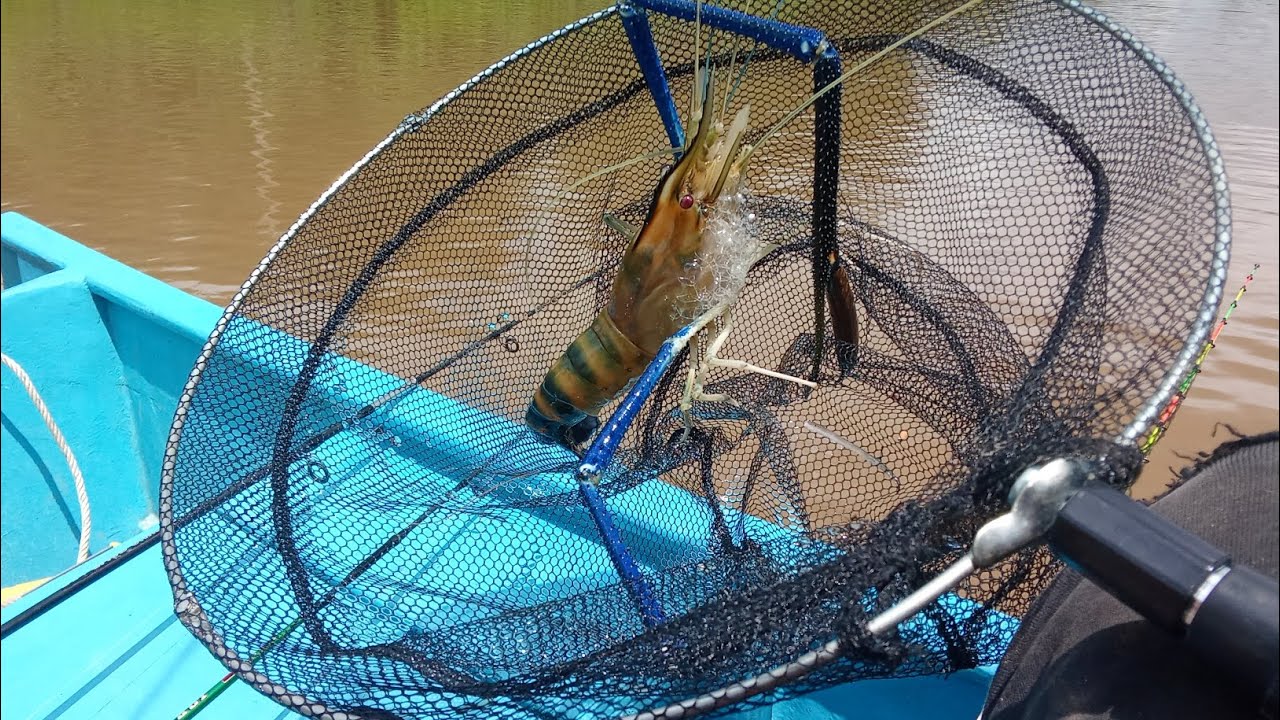 DOUBLE STRIKE#layan anak sungai 