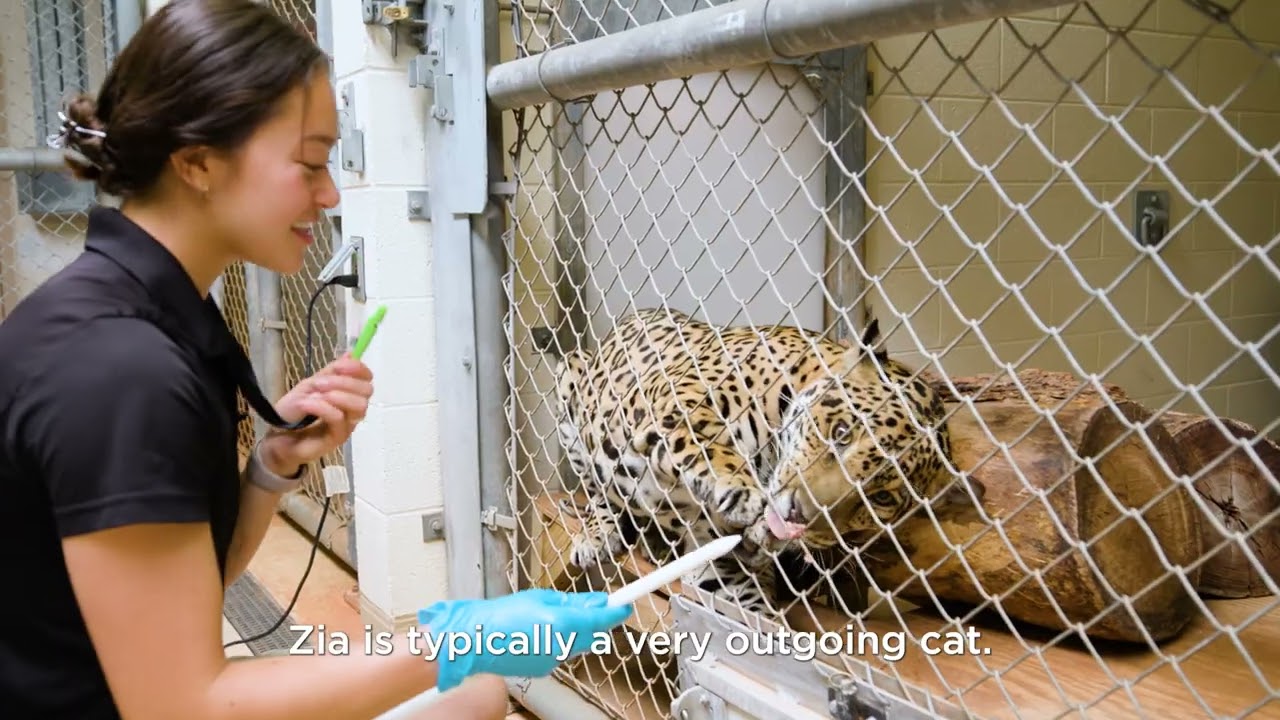 OKC Zoo Life - Meet Amalia!