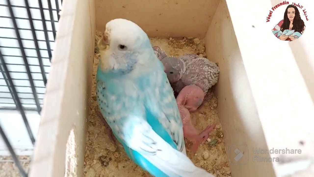 أنثى البادجي مع الفراخ في العش ( فترة حضانة الفراخ )