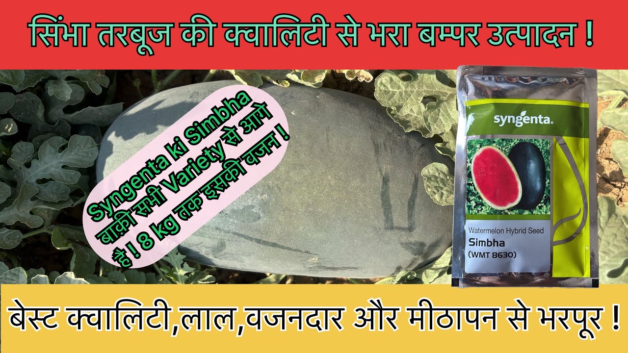 सिंभा तरबूज की खेती ll Tarbooj ki kheti ll Watermelon syngenta simbha ll Krishideepak ll Watermelon