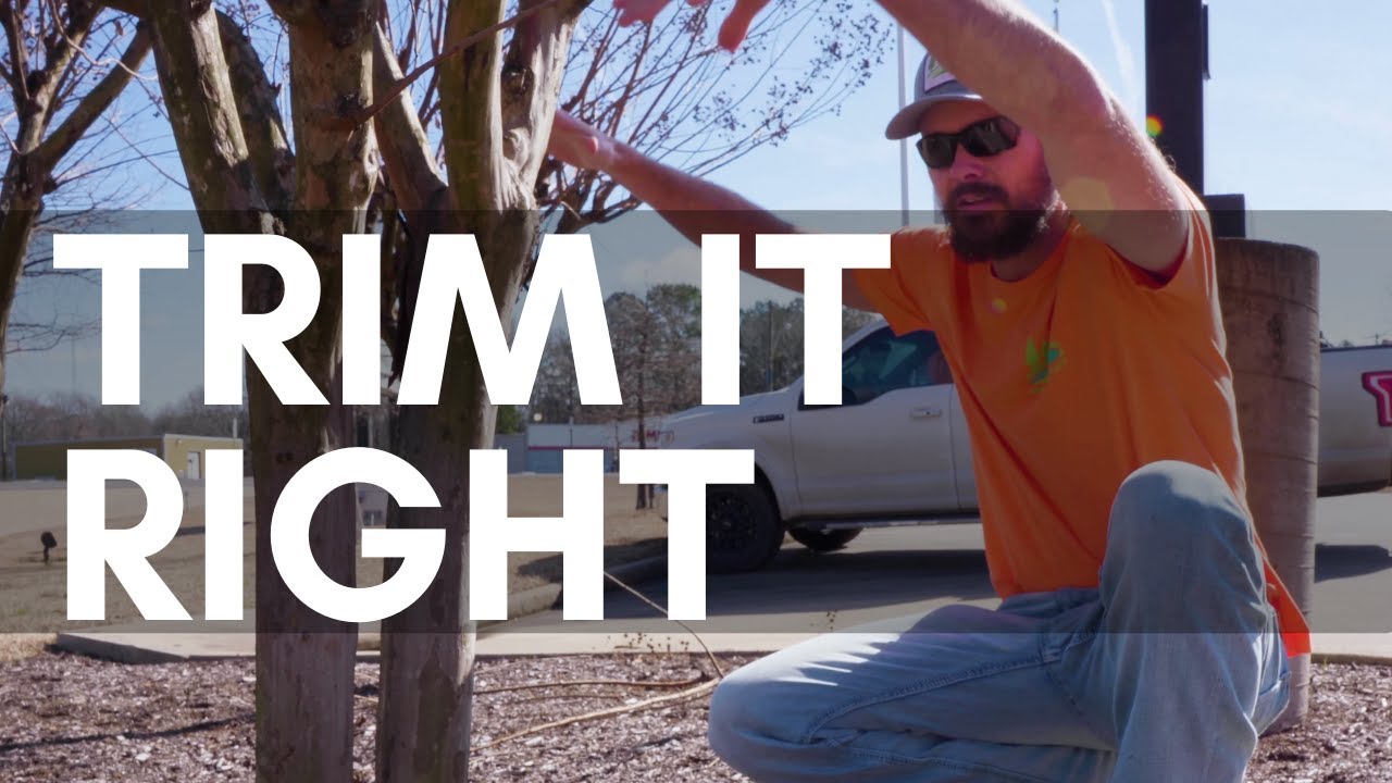 How to Trim a Crepe Myrtle
