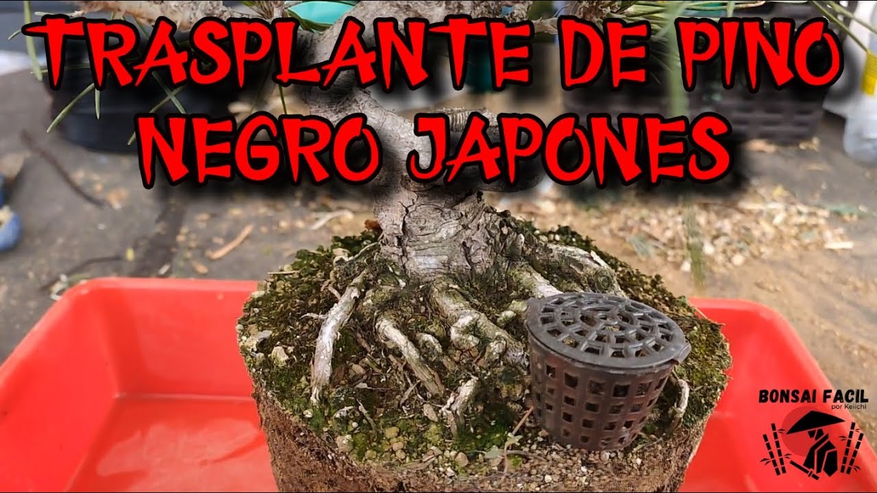 Trasplante rapido de Pino Bonsai Facil