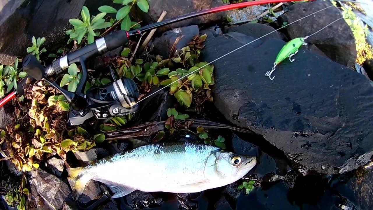 ⚠️SAICANGA no ULTRALIGHT - Pescaria de (Branca) na Lagoa dos Quadros RS