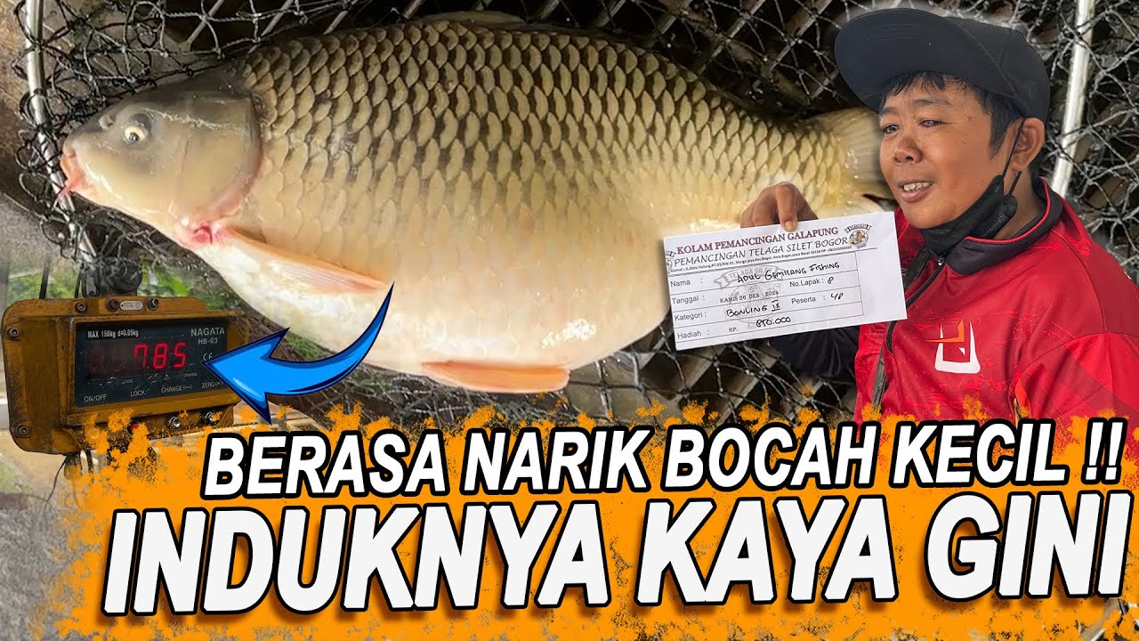 ADUL SAMPE KEWALAHAN NARIK INDUK SEBESAR INI ! MAKAN TELAK PAKE AMIS WANGI FEAT ESSEN WONDER WOMAN