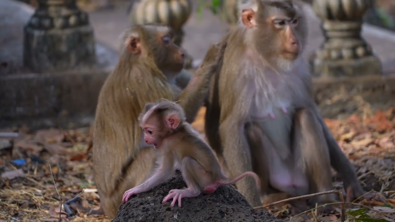 The little monkey couldn't hold himself back and fell off the rock
