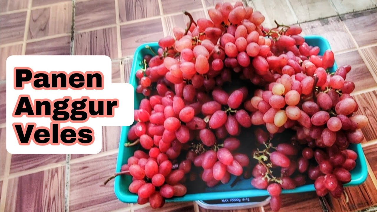 Panen Anggur Veles | Bandingkan hasilnya dari dua pohon berbeda