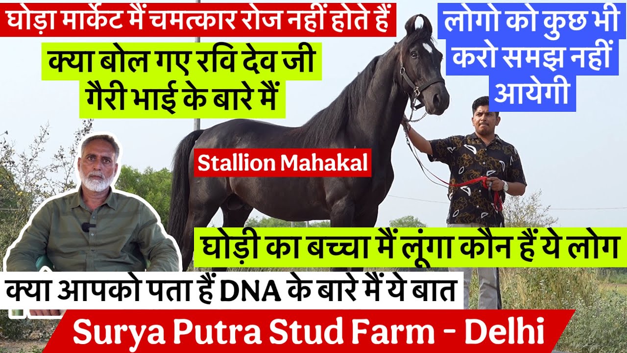 क्या कहा गैरी भाई के बारे मैं घोड़ा मार्केट मैं चमत्कार रोज नहीं होते हैं !