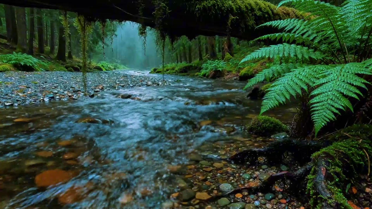 Forest Stream Sounds 🌿 Gentle Birdsong & Relaxing Nature Ambience for Sleep, Relaxation
