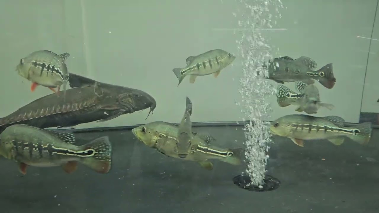 옥시