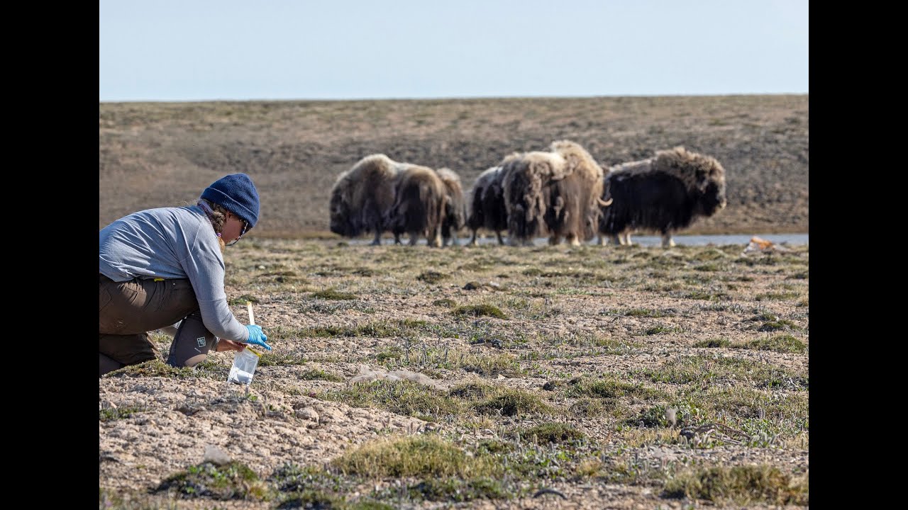 Arctic Watch Foundation - Muskox Research at Arctic Watch