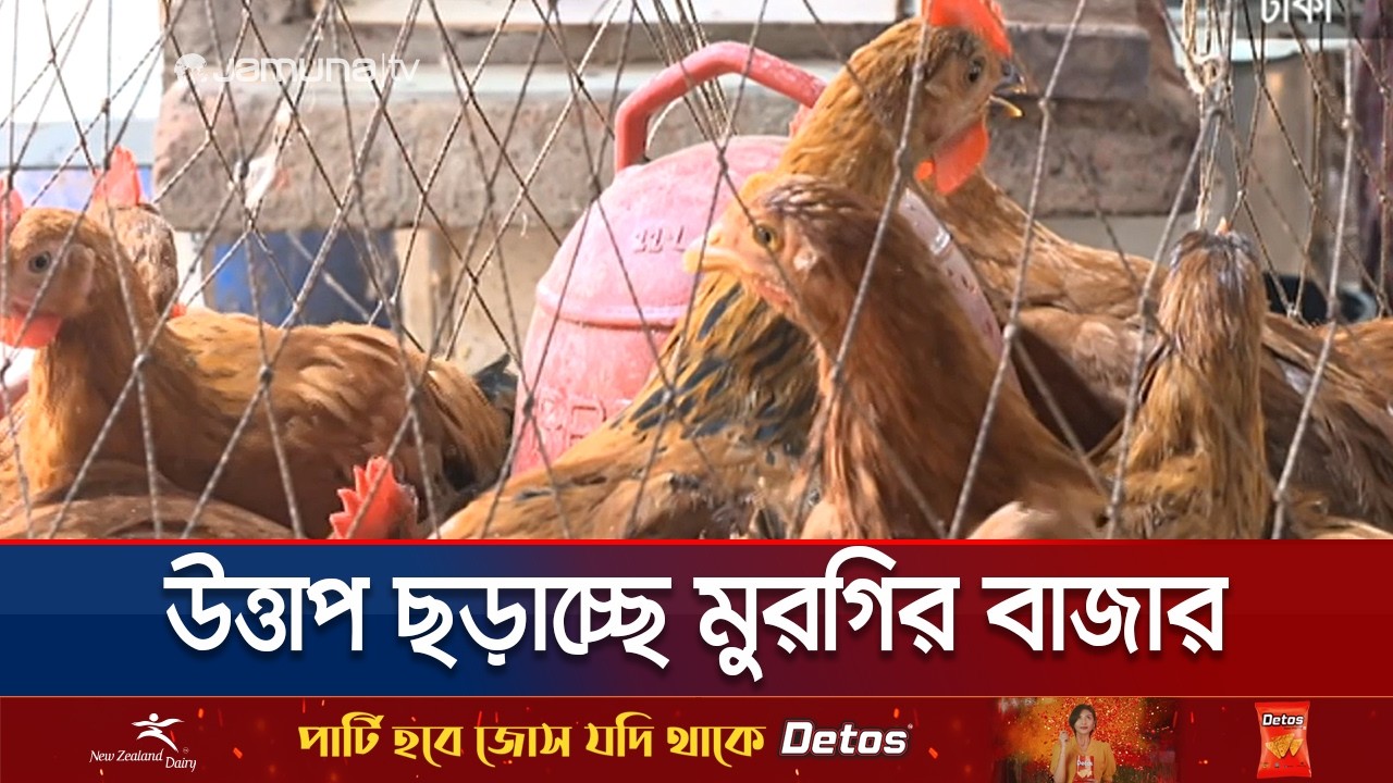 বাড়তি চাহিদার সুযোগে দাম চড়া পোল্ট্রি বাজারে| Poultry Bazar | Jamuna TV
