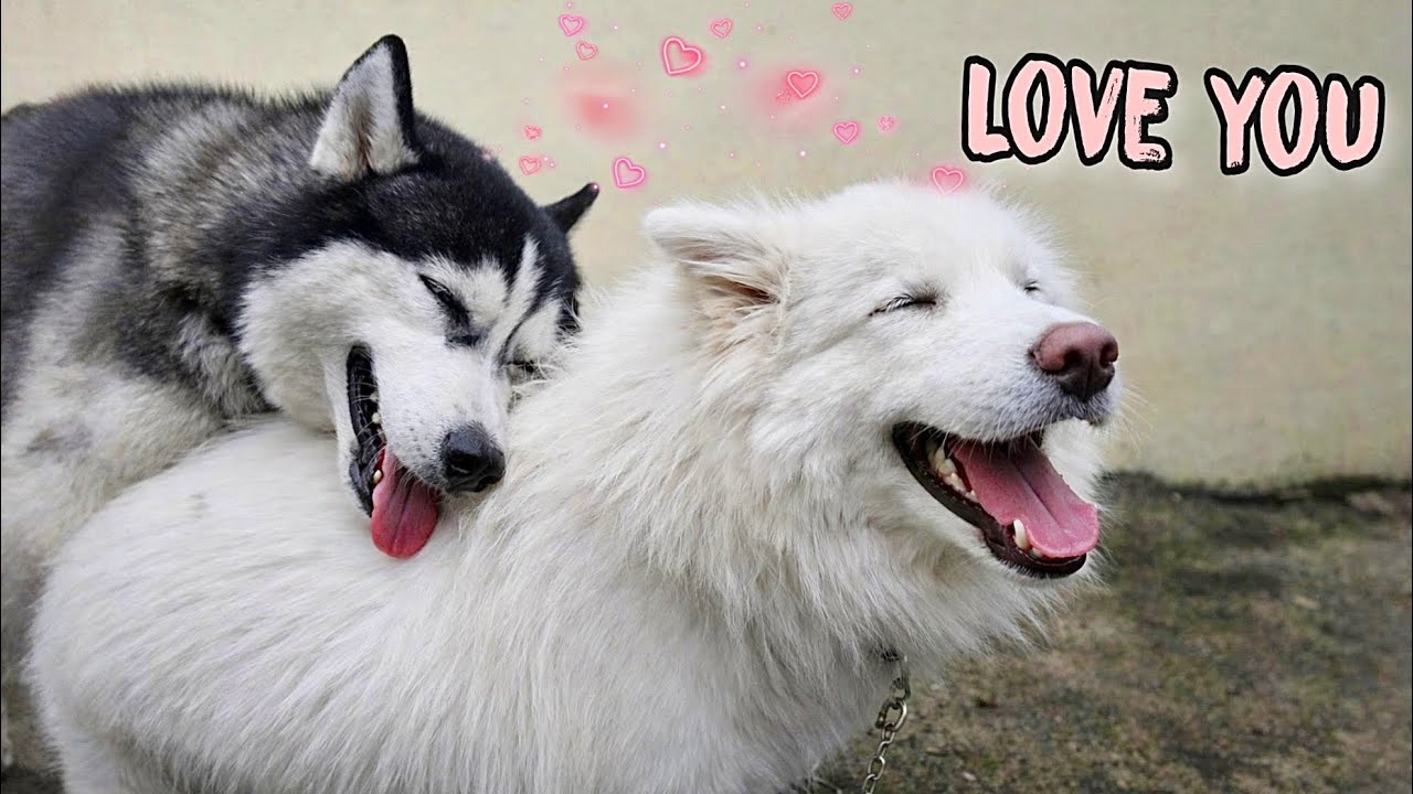 Ngày Husky Ngáo Chính Thức Có Vợ Gấu Alaska Bạch Tuyết Và Biểu Cảm Gây Sốt | Toàn Ngơ