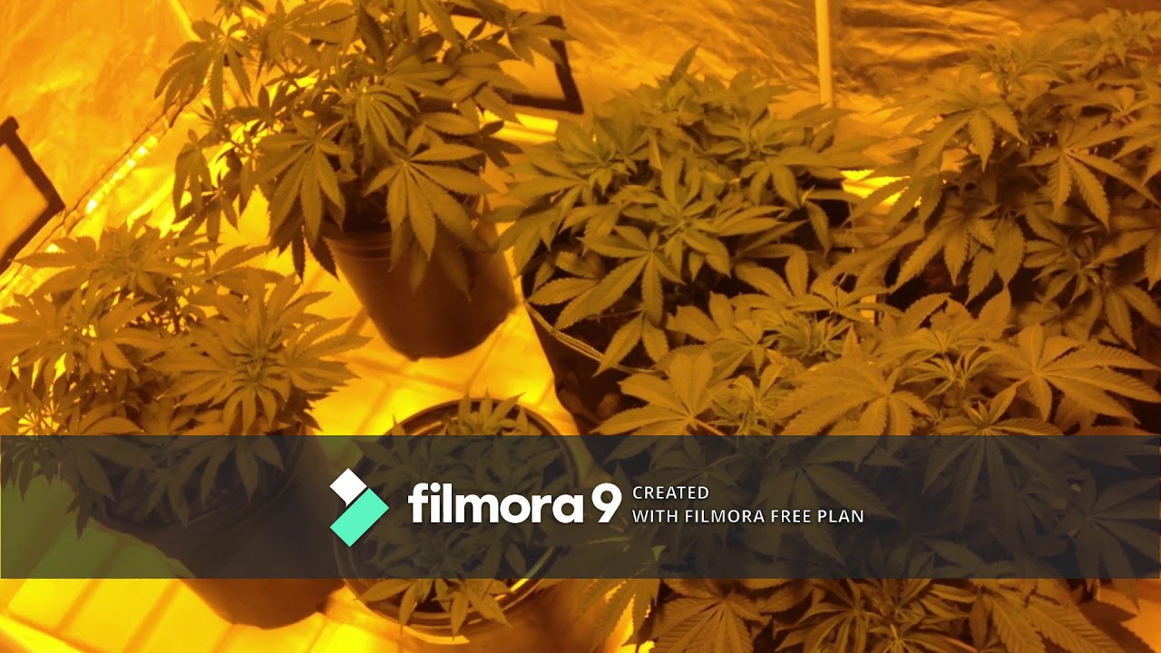 New Grow Equipment  1,000 watt HPS