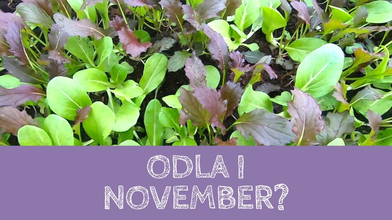 Odla i NOVEMBER? - Vad växer i växthuset?