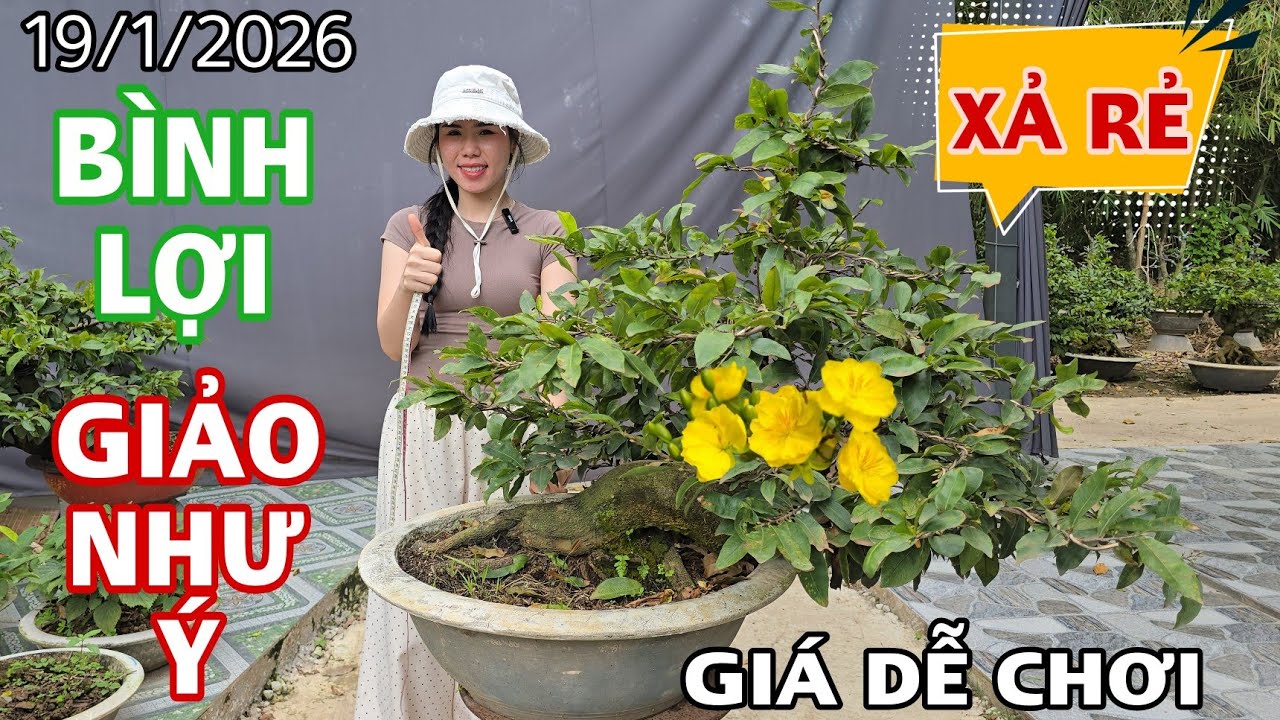 [19/1/2026] Xả Rẻ Giảo Như Ý, Bình Lợi Bonsai 2 Mùa ☎️0907411602 (Quý) | VƯỜN MAI HUỲNH GIAO