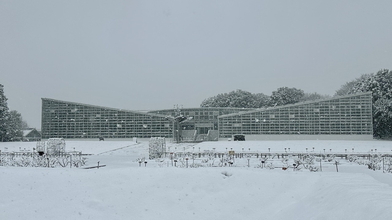 【都内大雪警報発表】調布・神代植物公園全域はまるで雪国の様な銀世界！、咲き始めた寒桜や梅も雪化粧！（2026/02/08 AM9：30～）