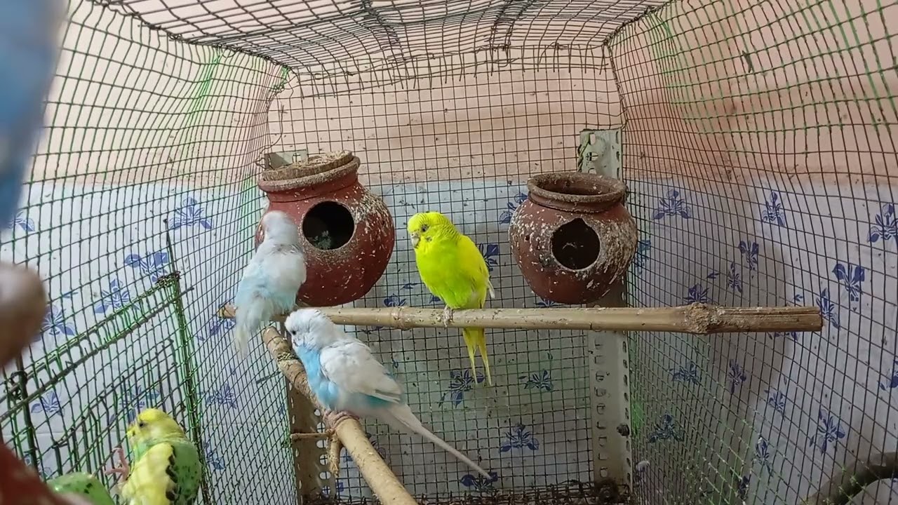 Budgies are talking,playing, even fighting and love their pair  Enjoyable moments. #ourcool #budgies