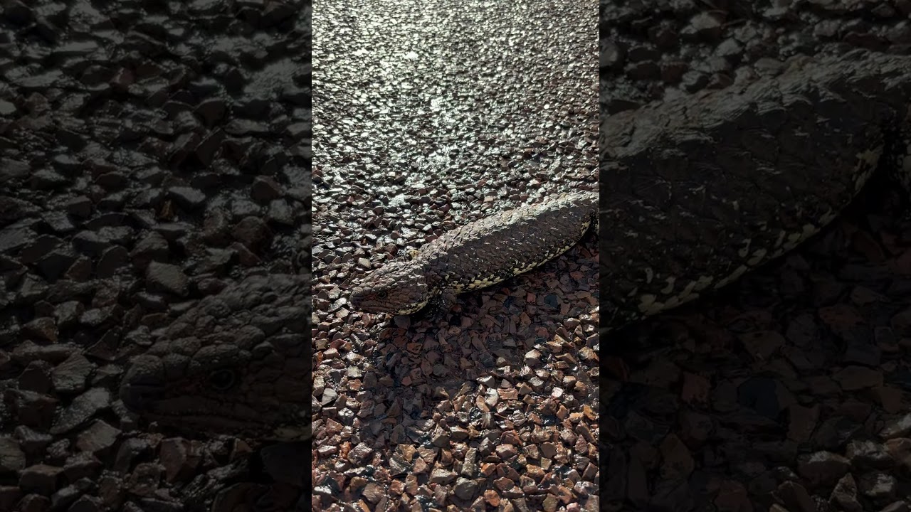 Pregnant female shingleback skink #bobtail #lizard #skink #reptiles #wildlife