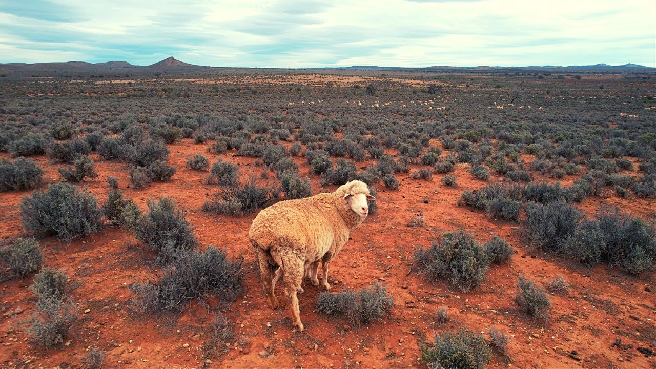 Heading Out Bush To Muster Sheep | Mustering Sheep Via Motorbike & Drone In South Australia