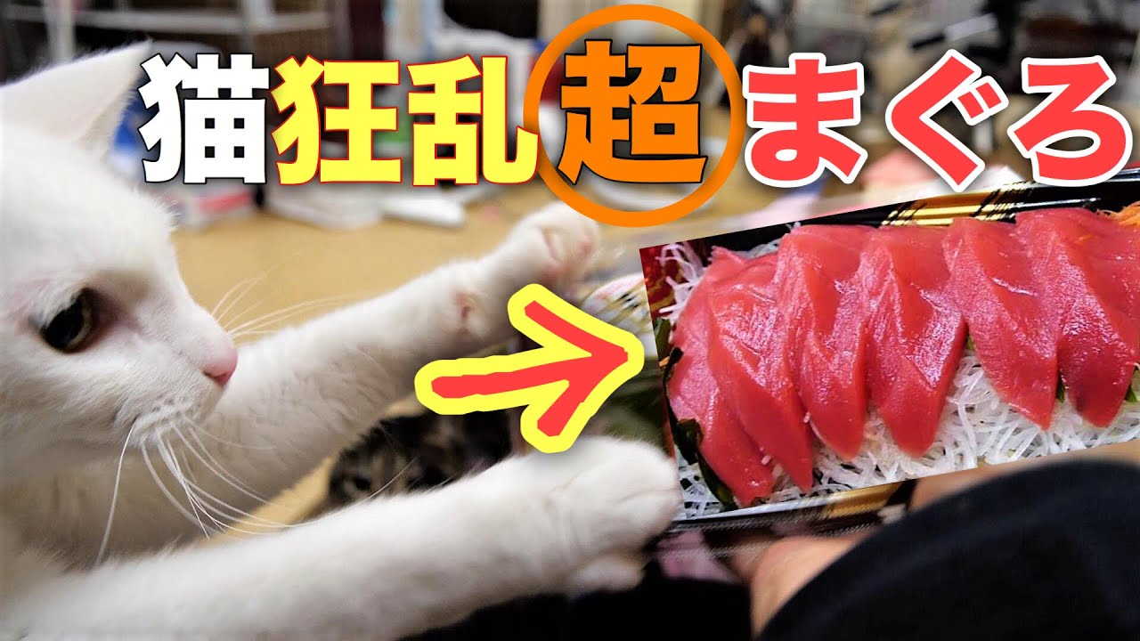 猫が生まれて初めて超マグロ刺身を食べたらｗ