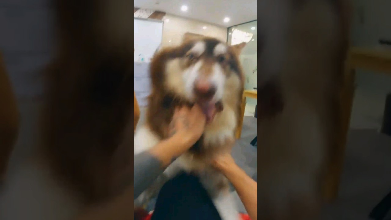 Parkour Thief vs Angry dog #tlic #tlicparkourpov #parkour #bestparkour #funny #parkourdog