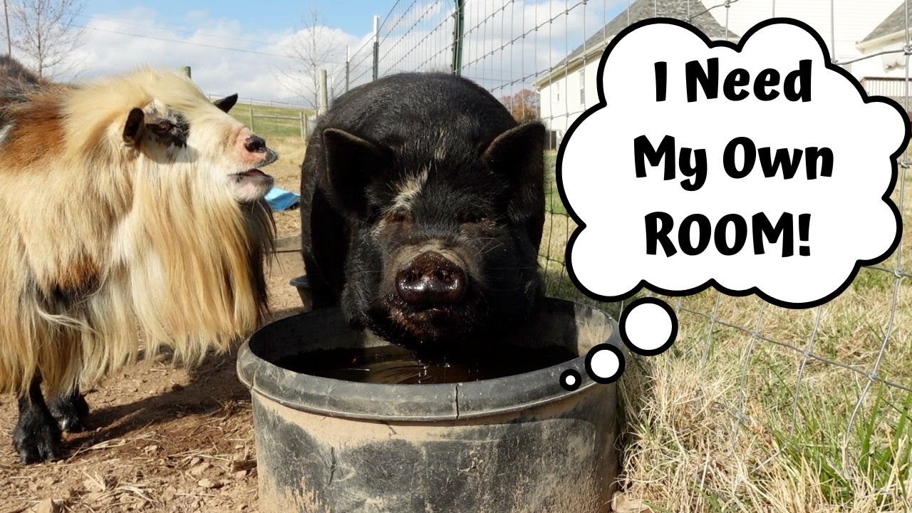 RAISING KUNEKUNE PIGS and NIGERIAN DWARF GOATS together. WHY I SEPARATE in the WINTER!
