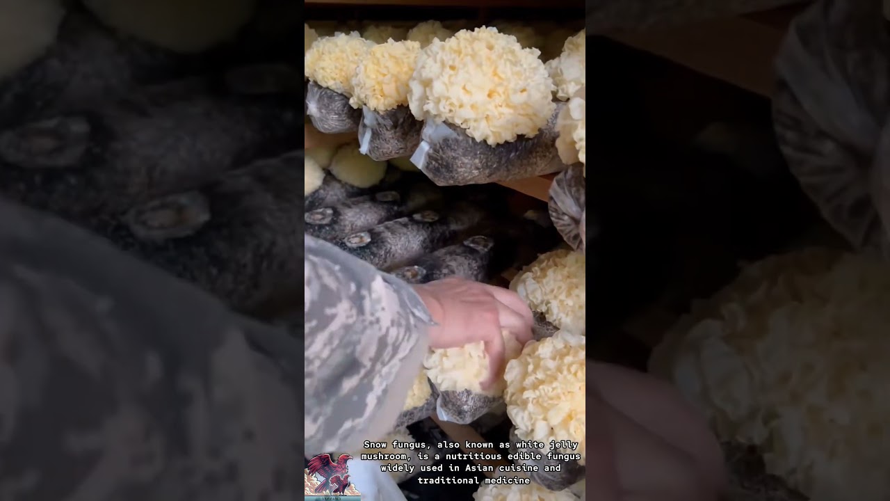 Clean Agriculture || Farmers harvest snow mushrooms