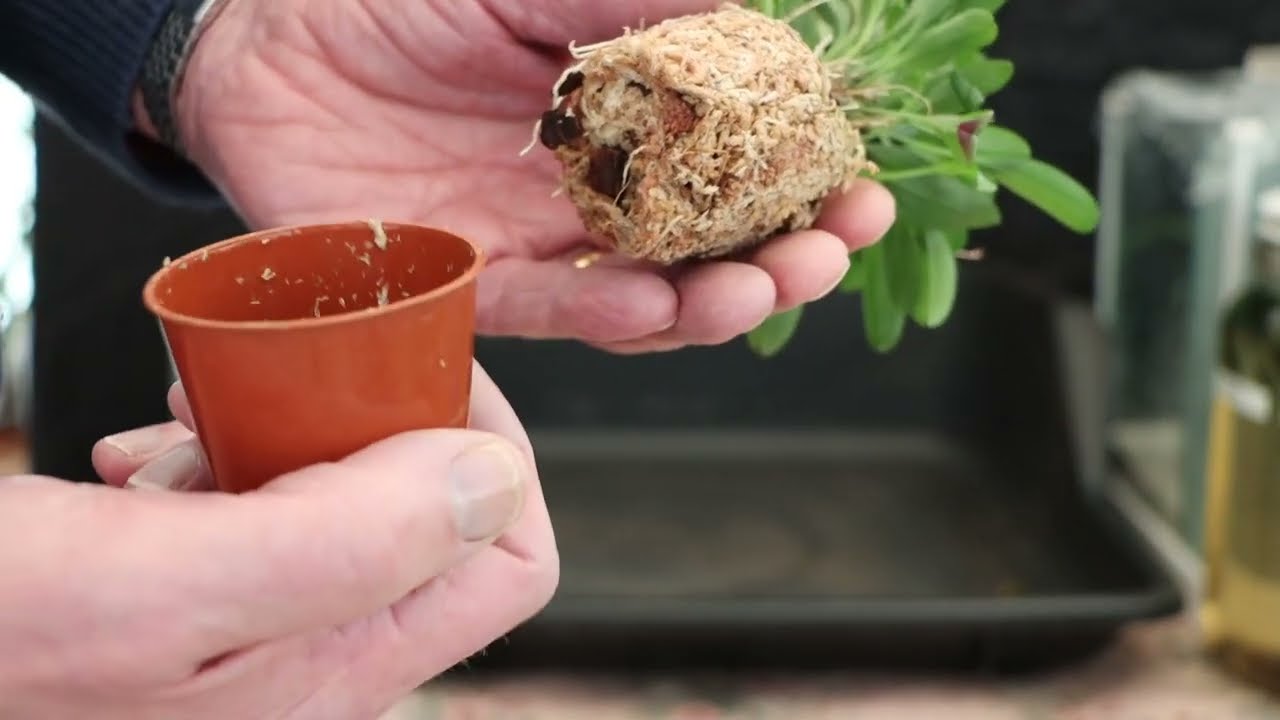 Repotting Masdevallia nidifica
