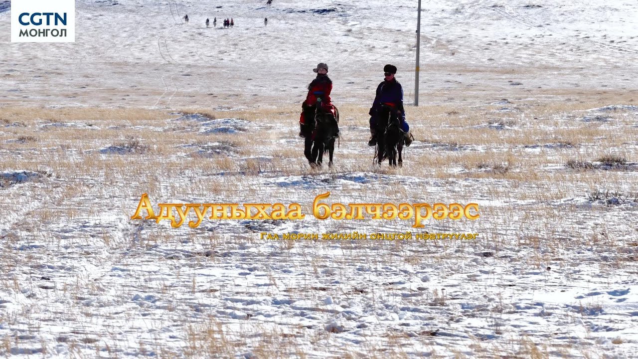 Та ногоон морь гэж мэдэх үү?